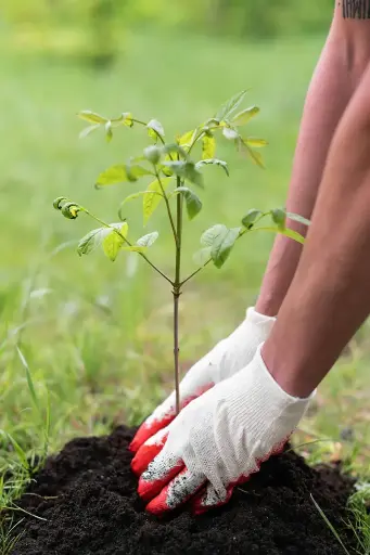 Tree Sapling